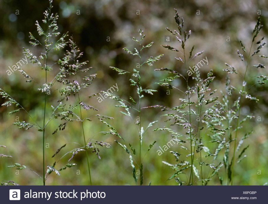 Dactylis glomerata