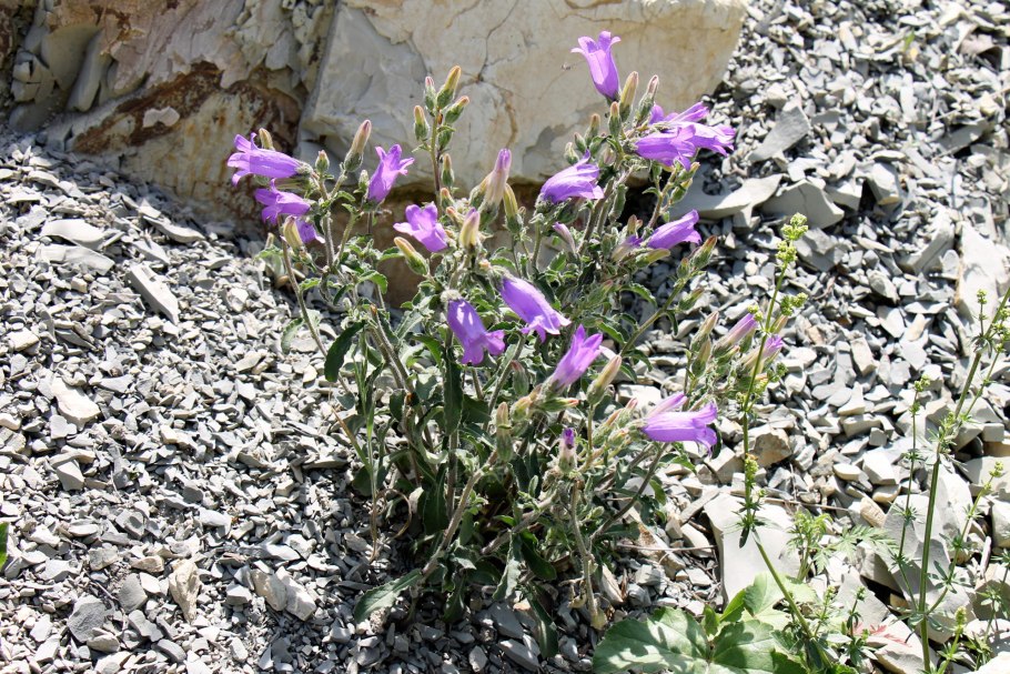 Campanula ciliata