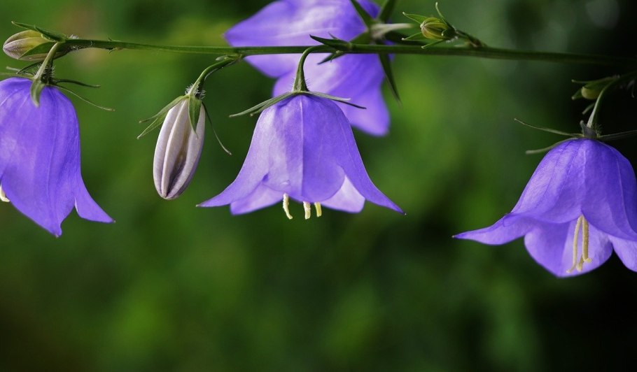 Campanula patula цветение