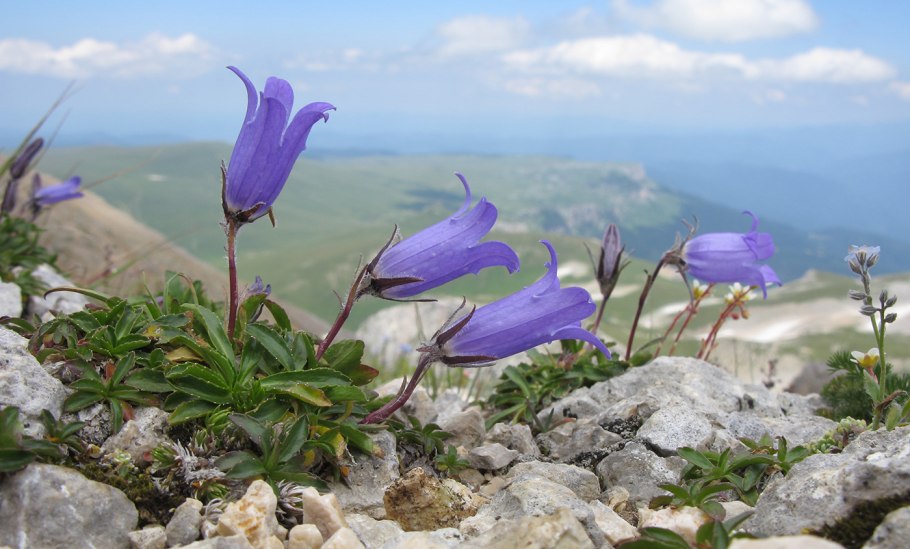 Колокольчик Комарова (Campanula komarovii)