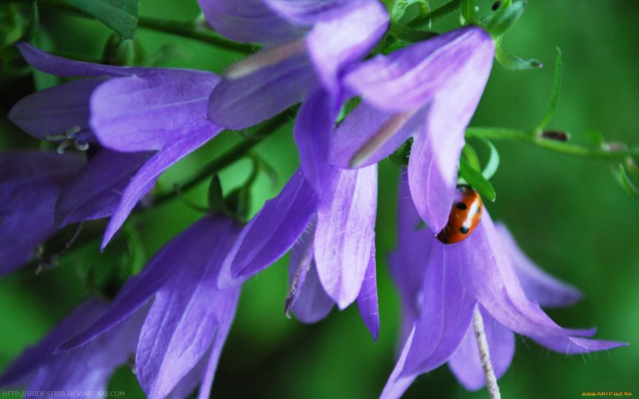 Колокольчик дернистый