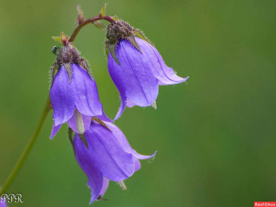 Campanula komarovii