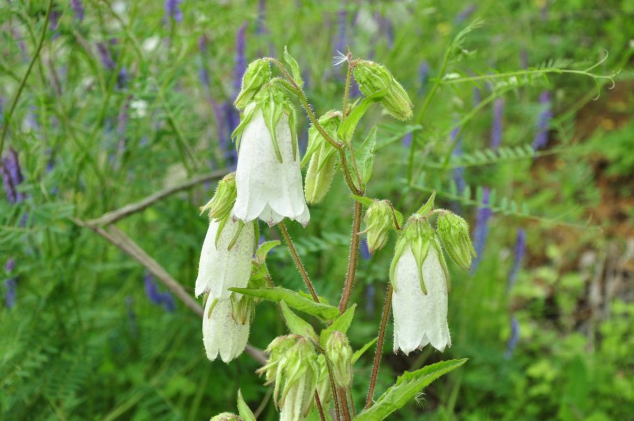 Колокольчик круглолистный Лавендер