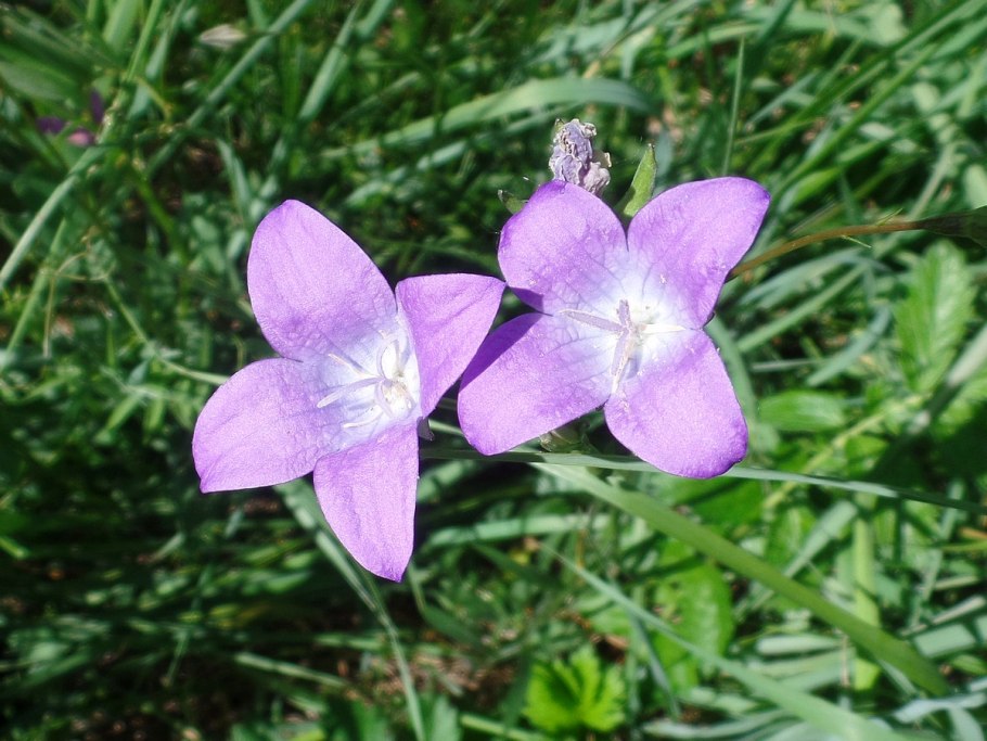 Степные колокольчики