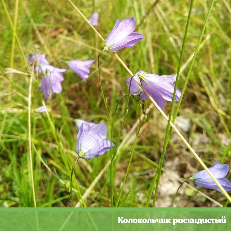 Бубенчик лилиелистный Adenophora lilifolia