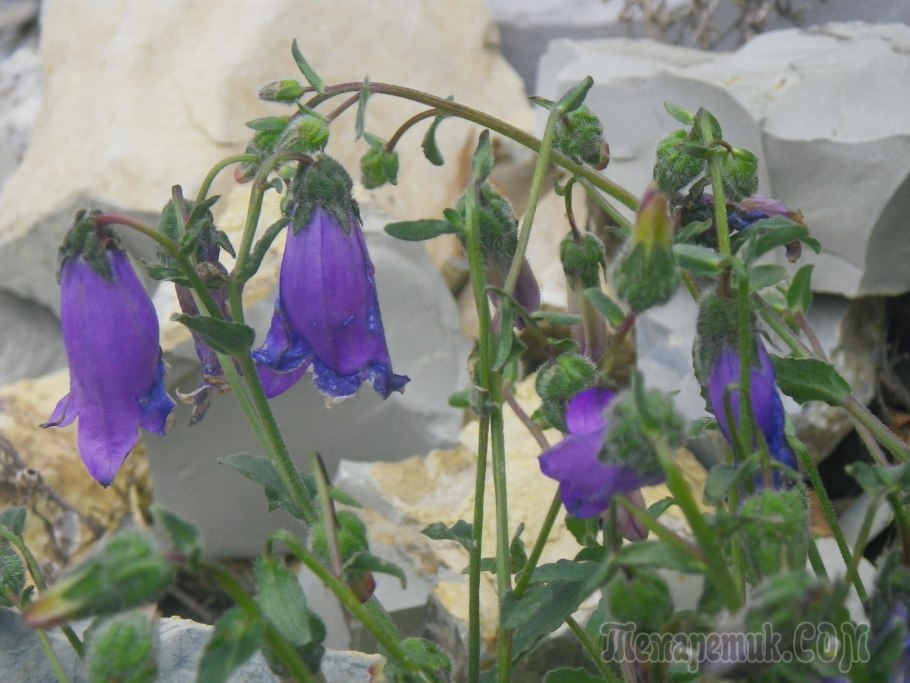 Колокольчик краснокнижное растение колокольчик Алтайский