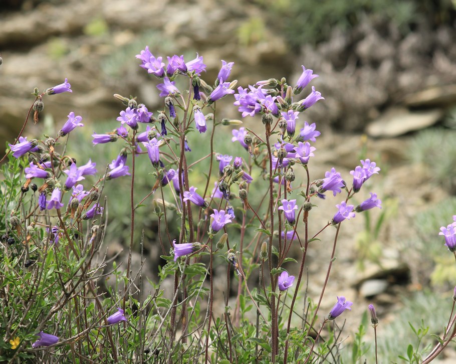 Колокольчик Болонский Campanula Bononiensis