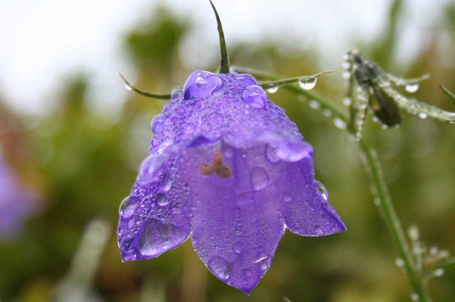 Колокольчик персиколистный плоды