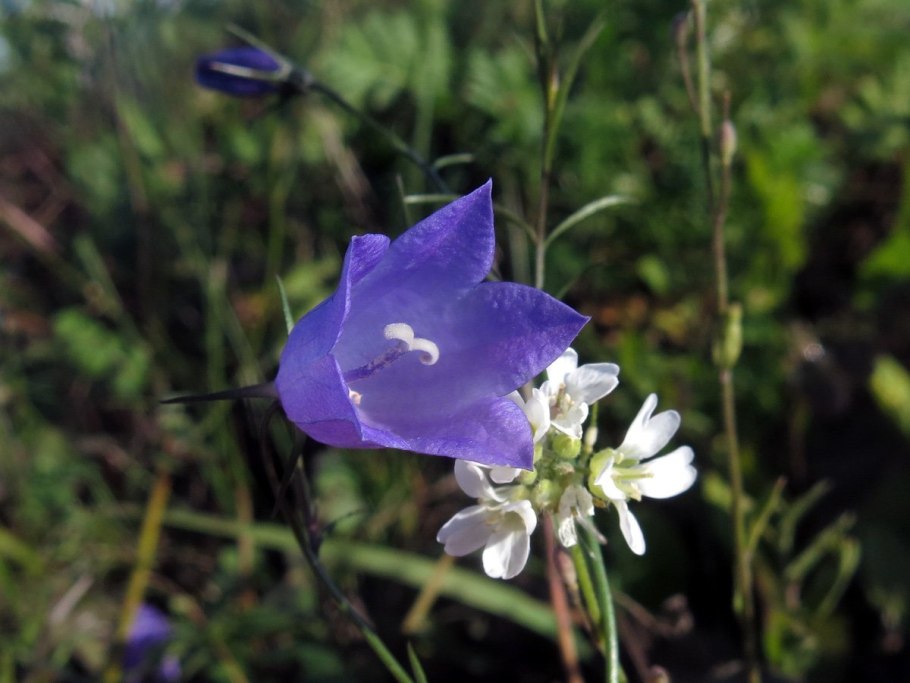 Колокольчик Кладны