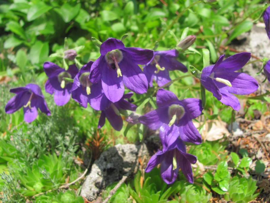 Колокольчик раскидистый стебель