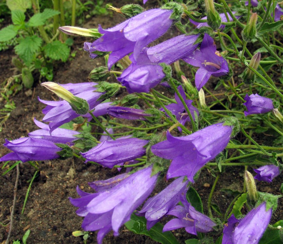 Колокольчик маргаритколистный Campanula bellidifolia
