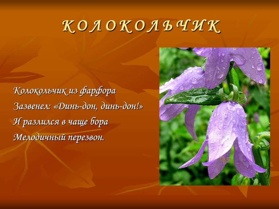 Колокольчик Кампанула крапиволистный