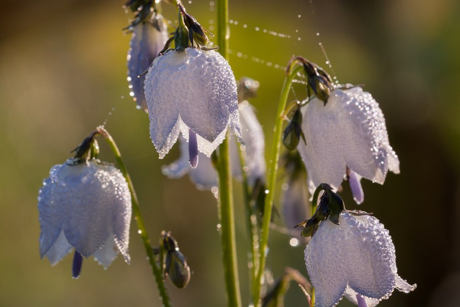 Колокольчик Алтайский