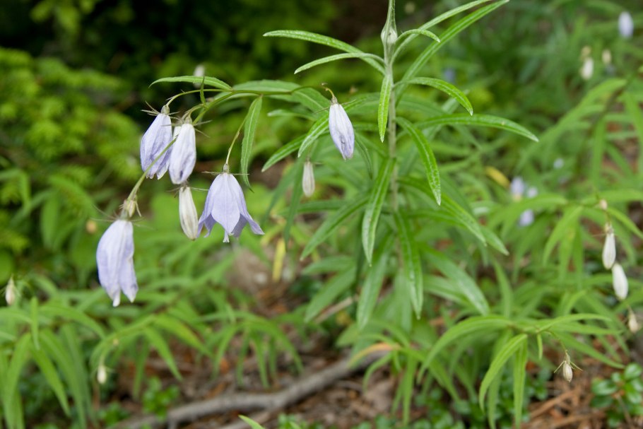 Campanula Bononiensis