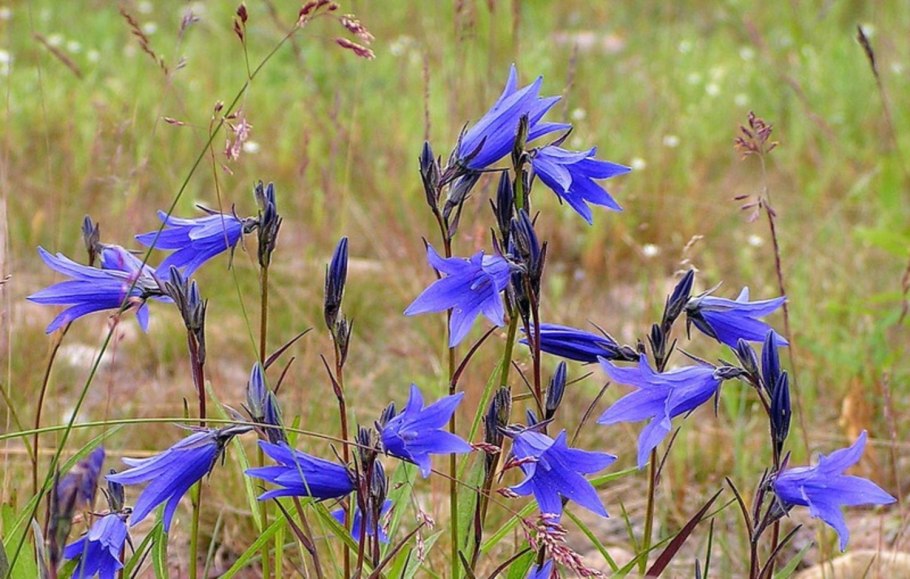Колокольчик гарганский