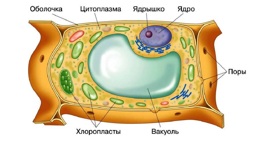 Современная обобщенная схема строения растительной клетки