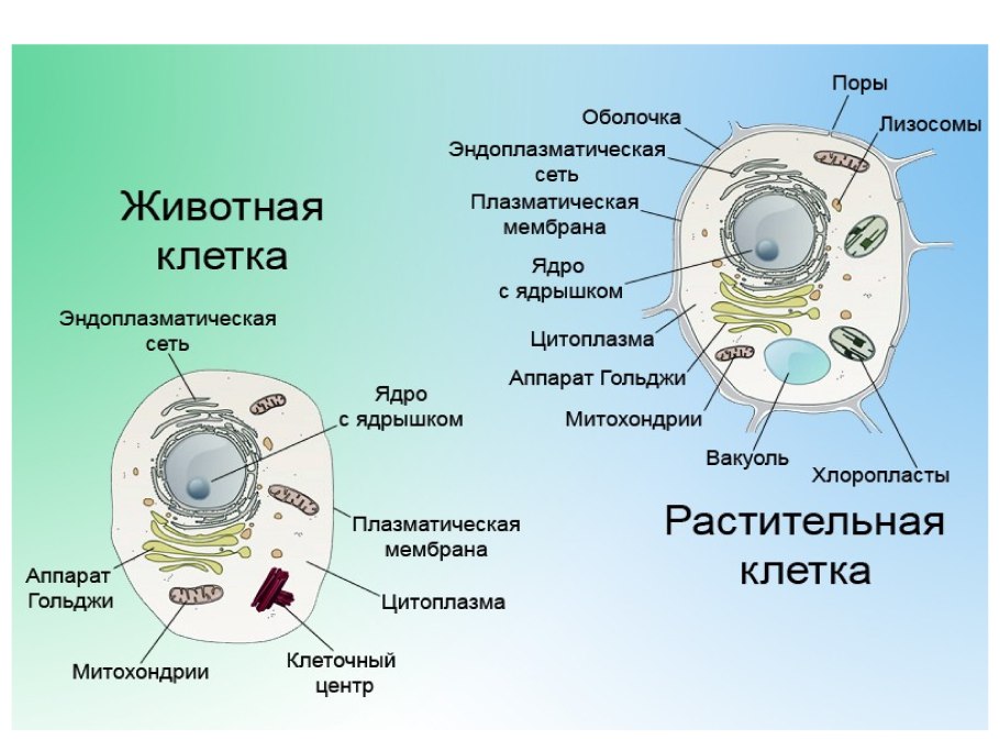 Схема строения животной клетки