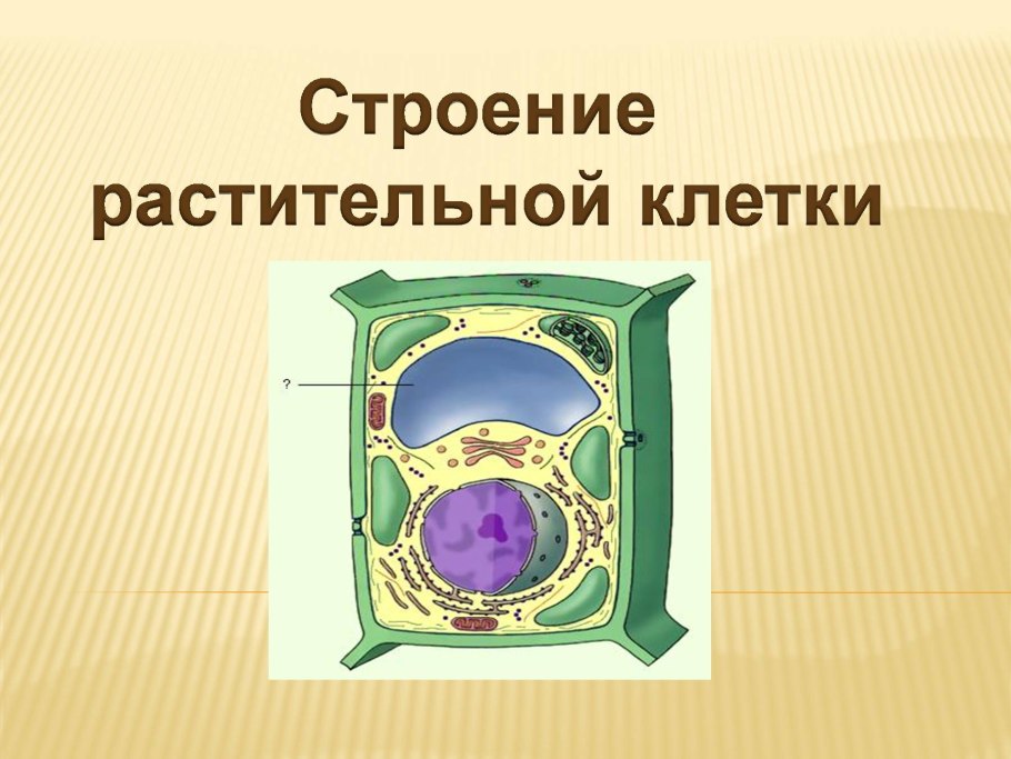 Биология строение растительной клетки