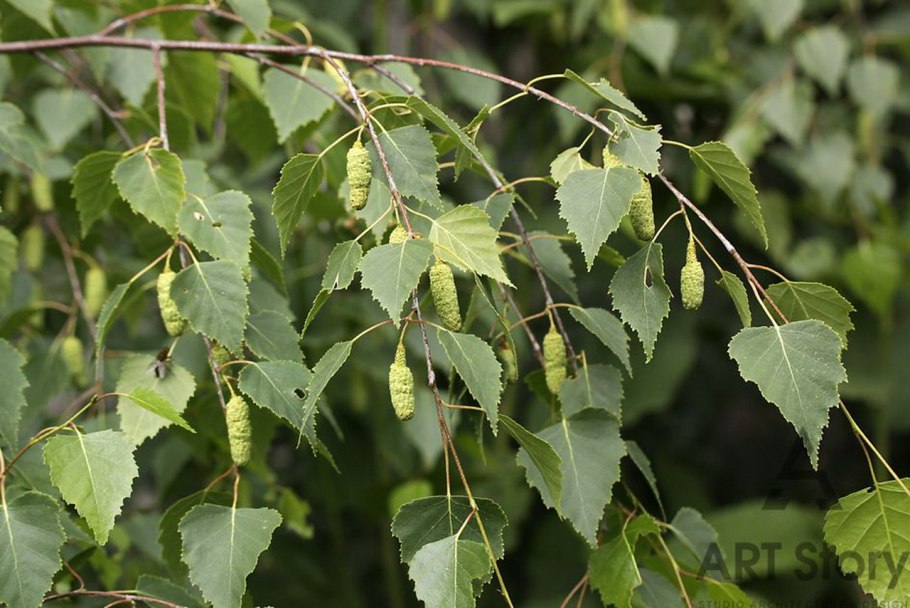 Береза повислая Betula pendula Roth