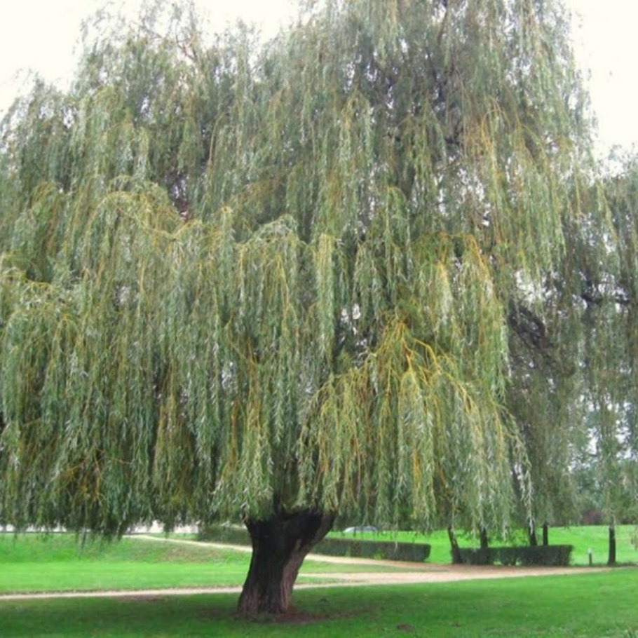 Ива белая плакучая Тристис