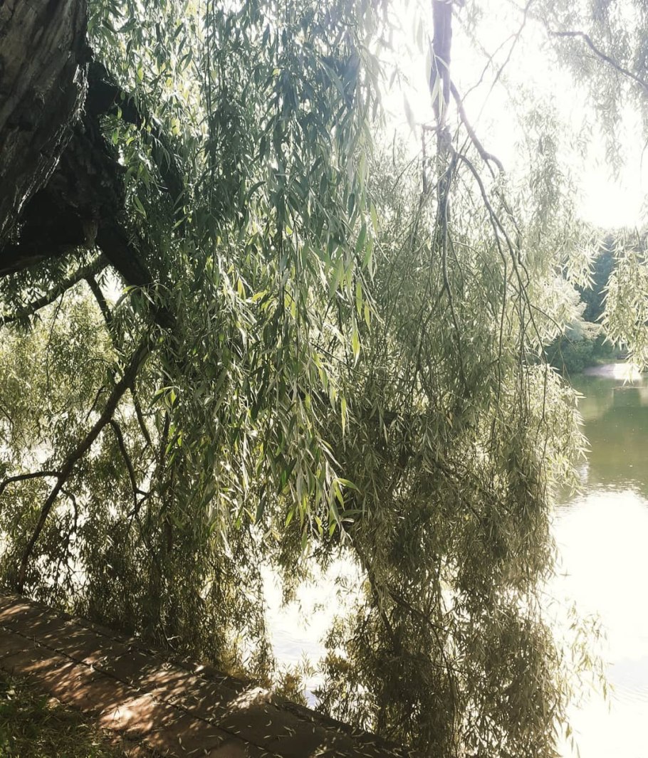 Ива белая Тристис