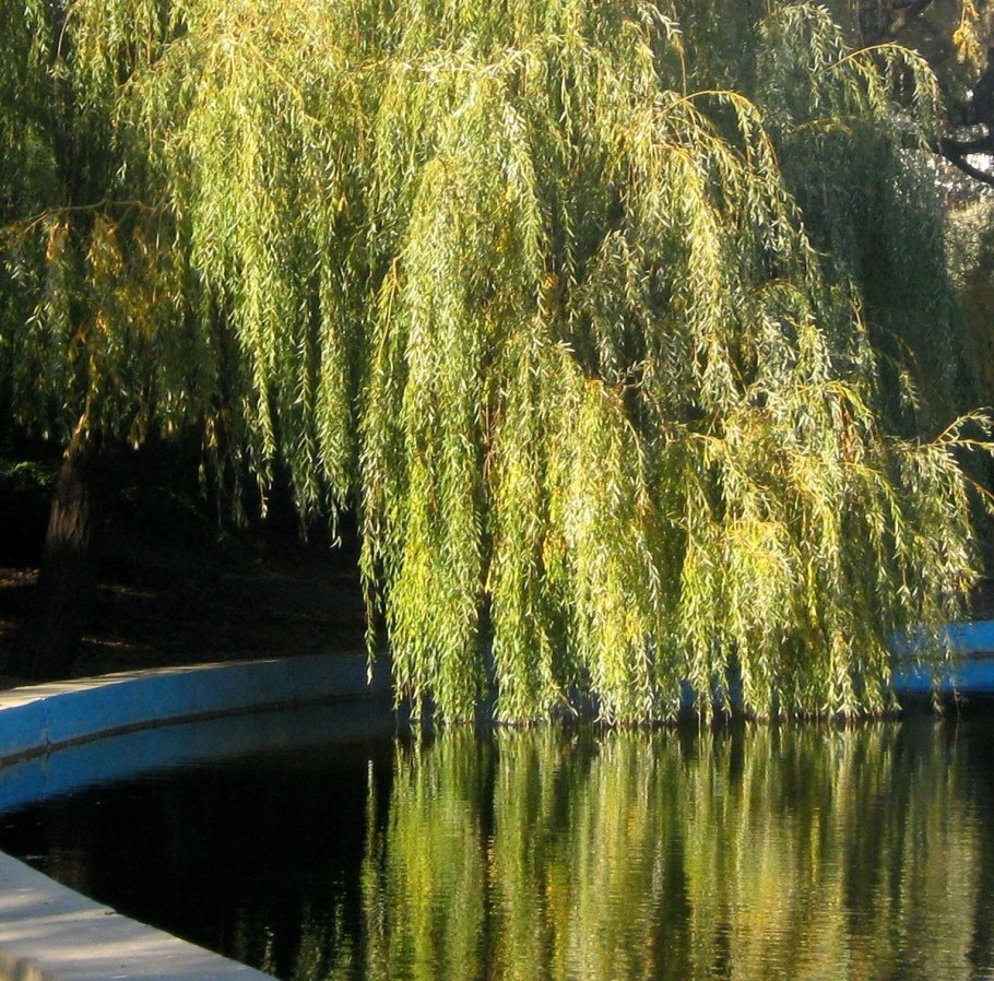 Ива белая (Salix Alba)