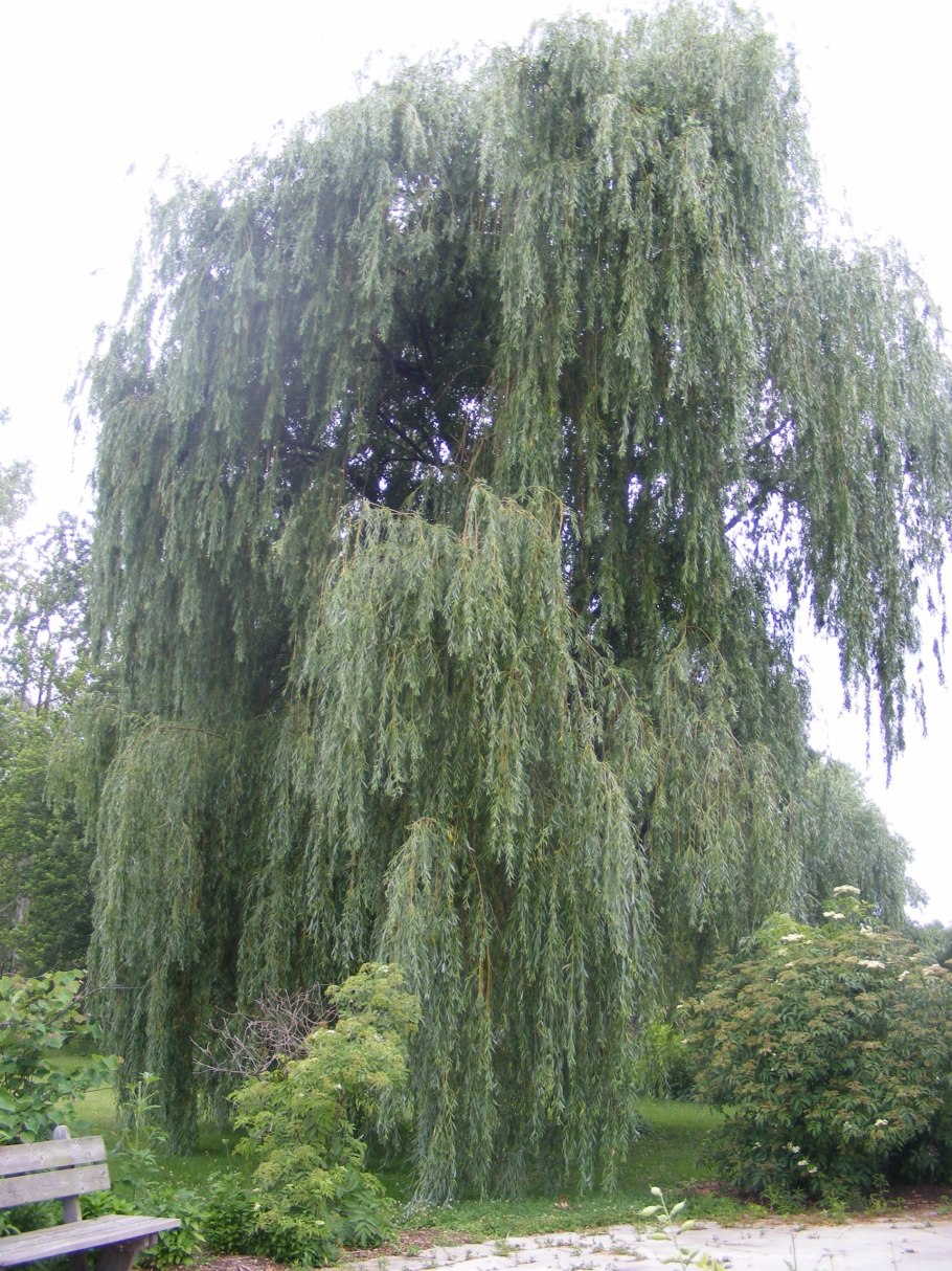 Ива белая (Salix Alba)