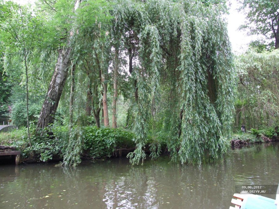 Ива белая плакучая