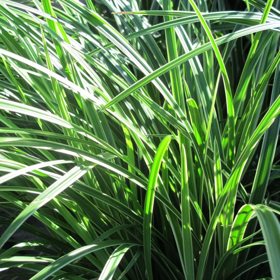 Осока пузырчатая Carex vesicaria