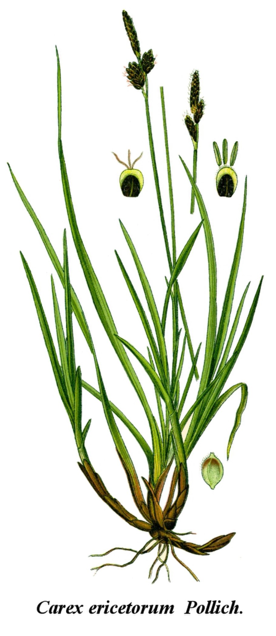 Осока (Carex) Эверголд