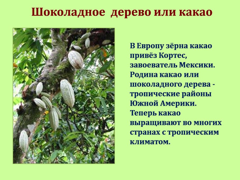 Шоколадное дерево информация