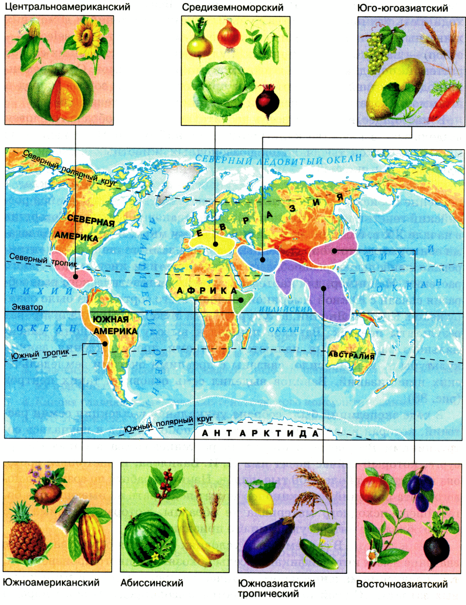 Вавилов центры происхождения культурных растений