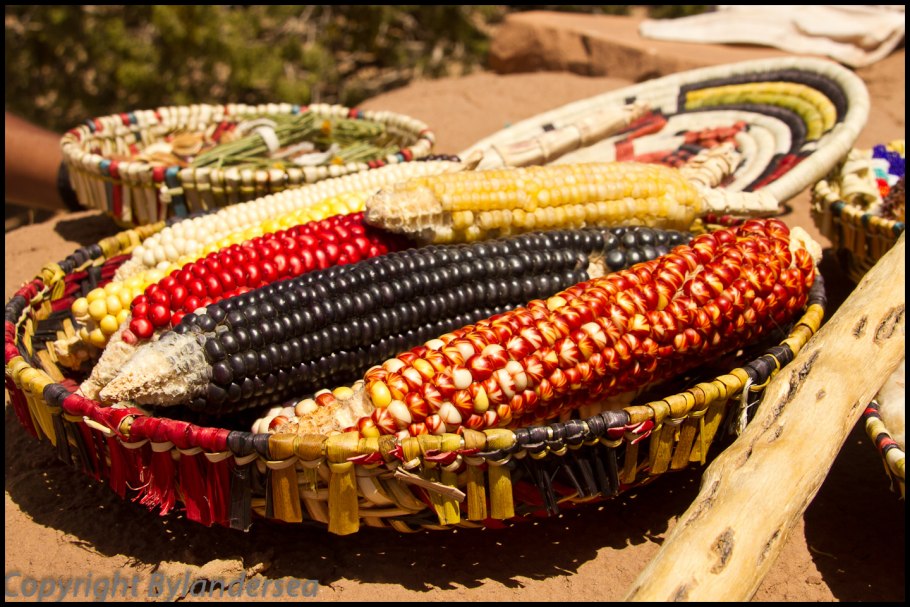 Отдел Покрытосеменные цветковые растения