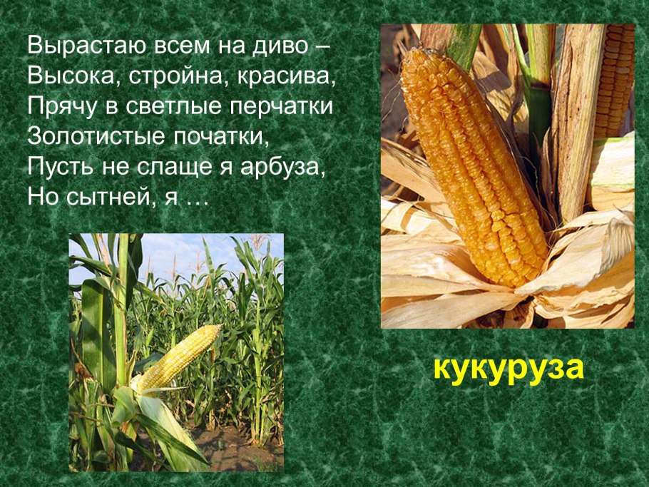 Культурные растения