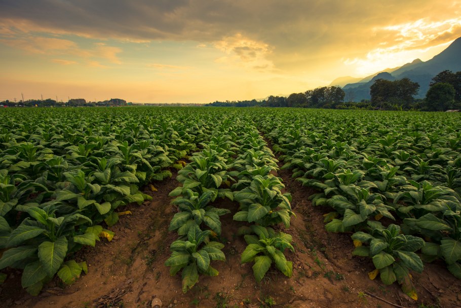 Какие культурные растения