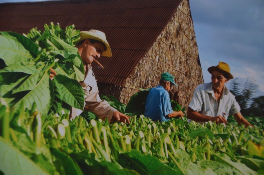 Куба плантации табака