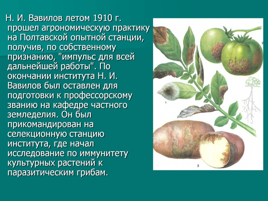 Баклажан-лекарственное растение