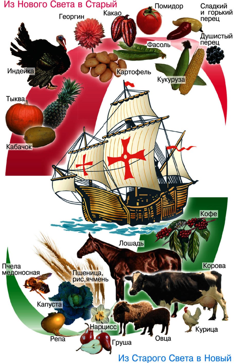 Основные группы культурных растений