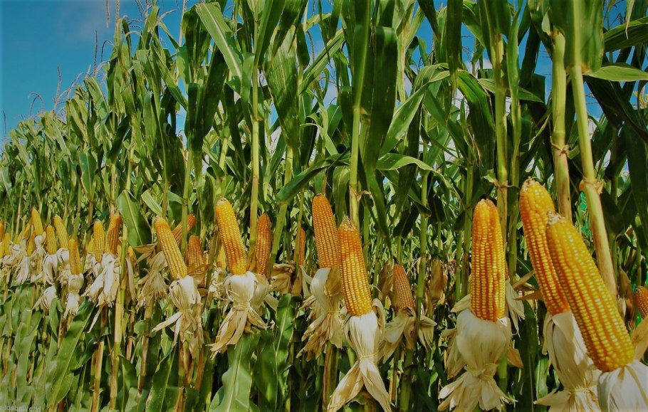 Посадка кукурузы