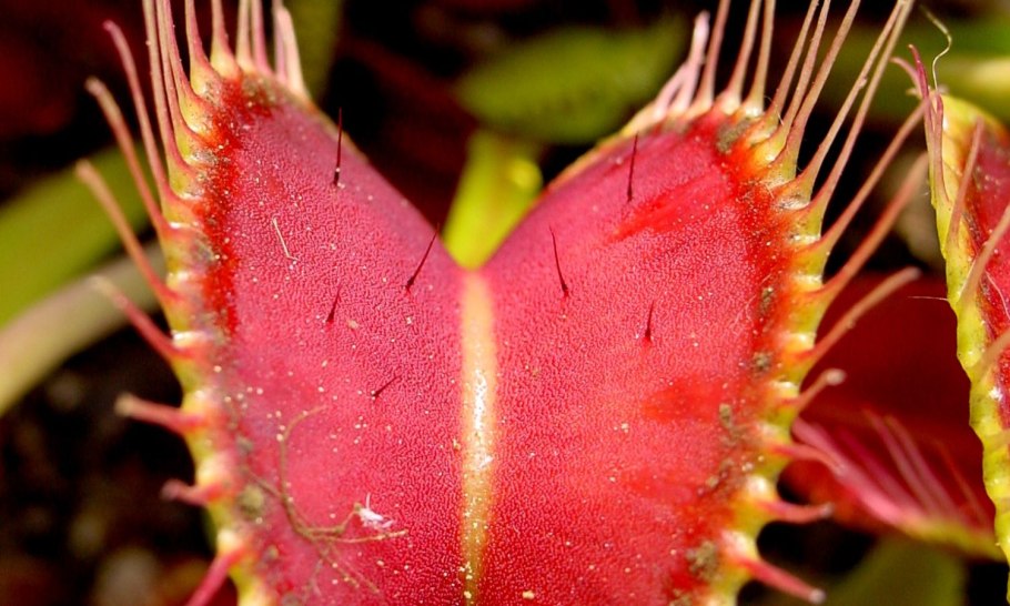 Насекомоядный непентес