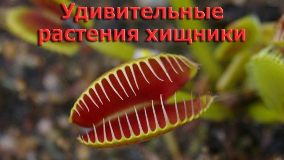 Непентес (кувшиночник) Nepenthes