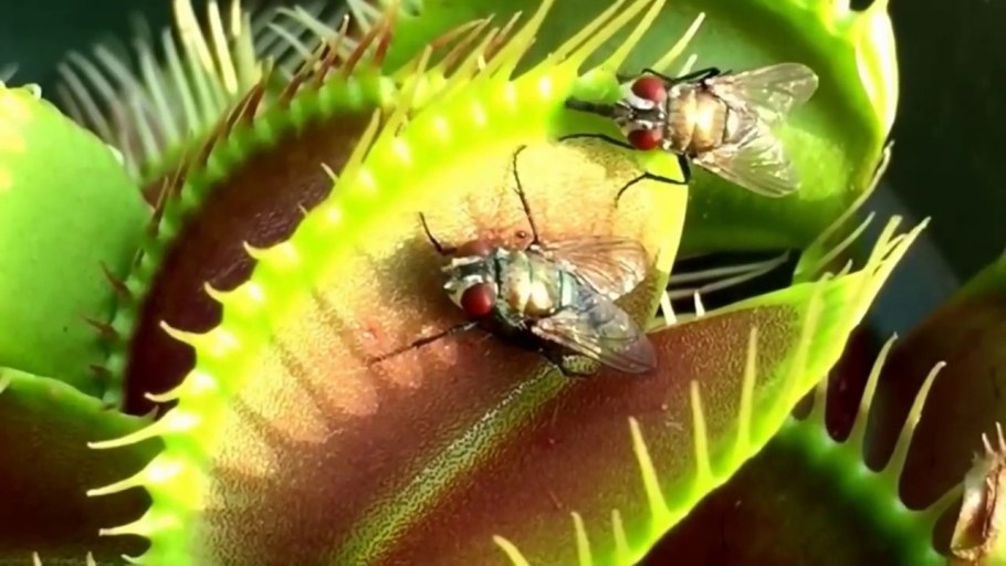 Венерина мухоловка семейство