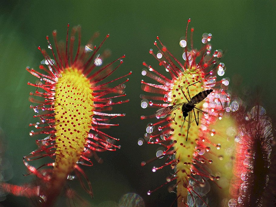 Росянка Капская мухоловка Drosera capensis