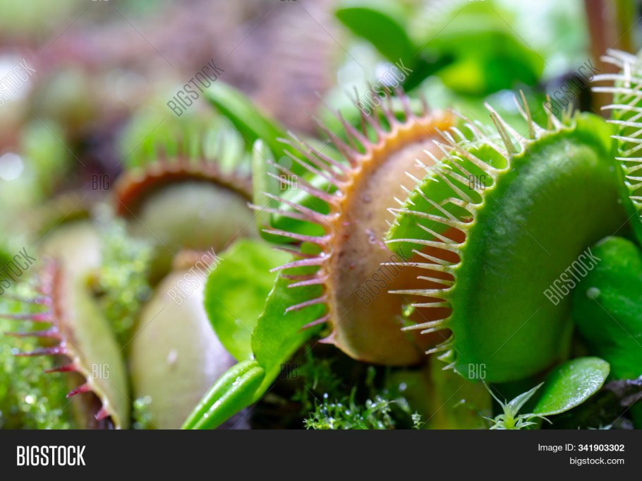 Капкан Венериной мухоловки