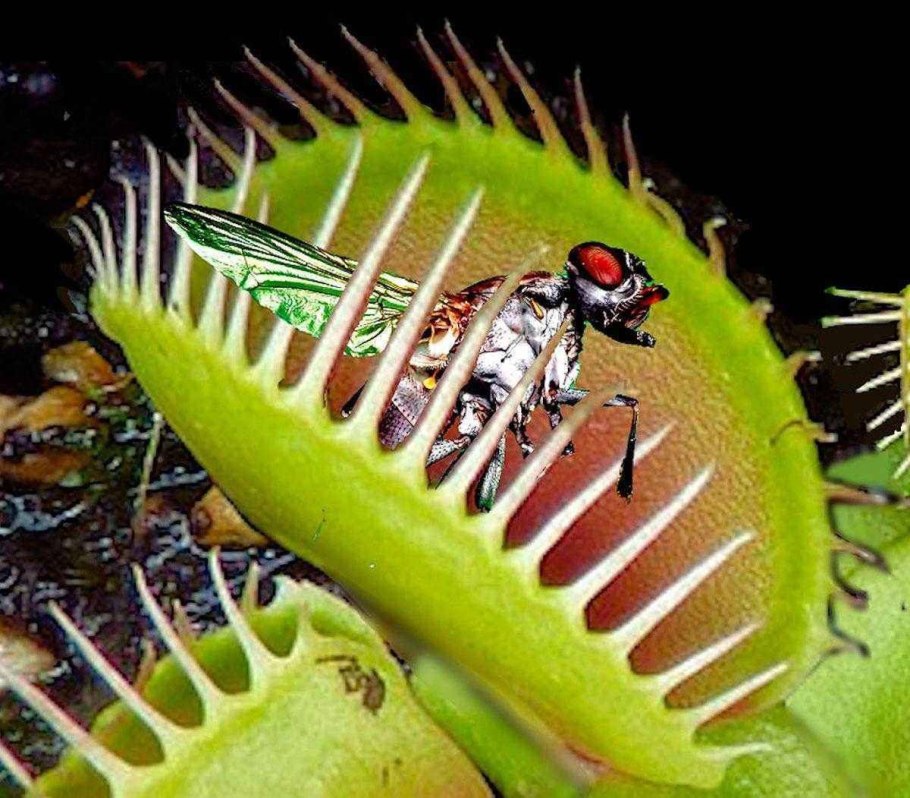 Удивительные растения сельвы Южной Америки