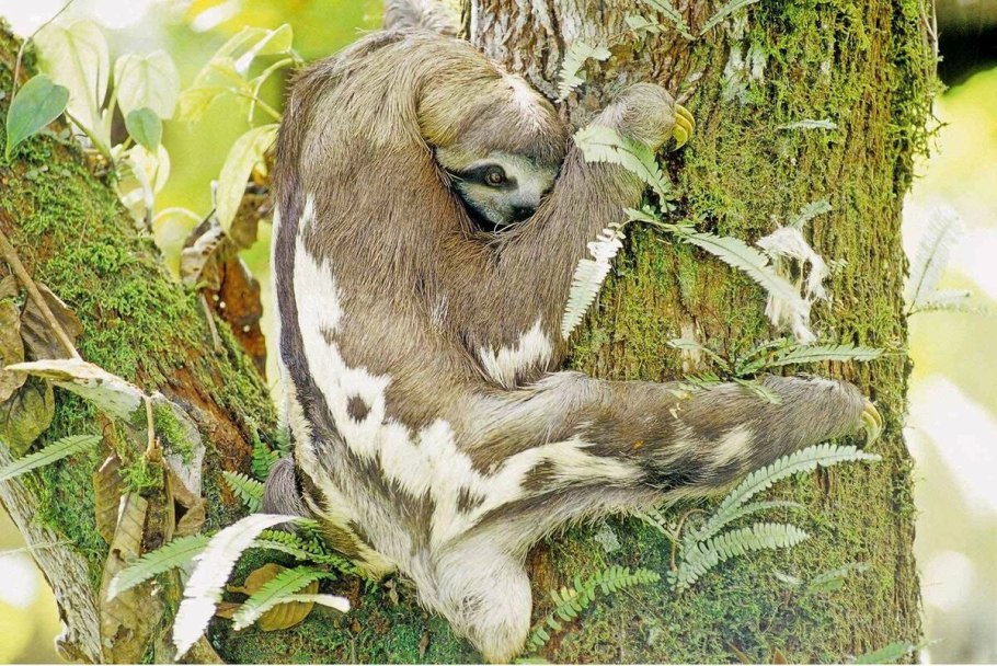 Венерина мухоловка