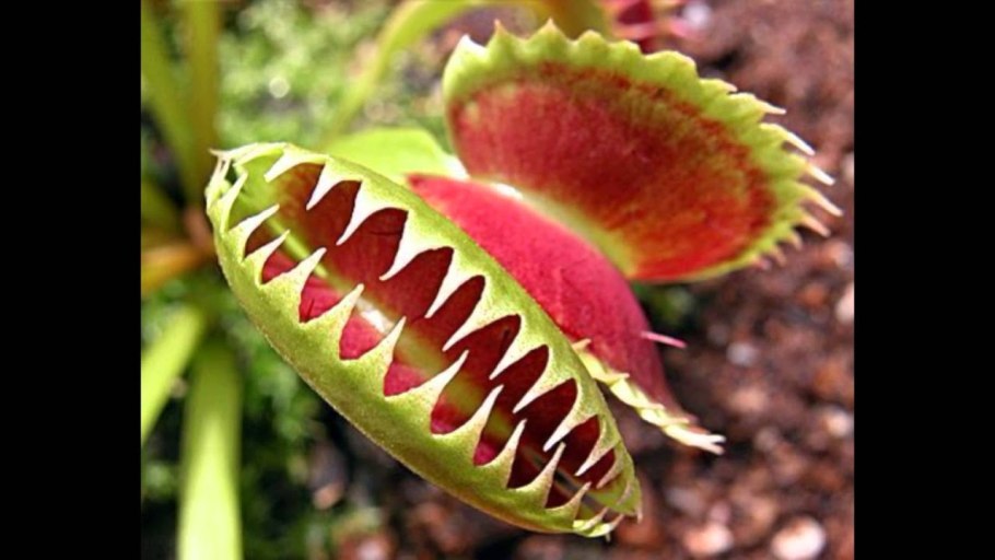 Росянка и Венерина мухоловка