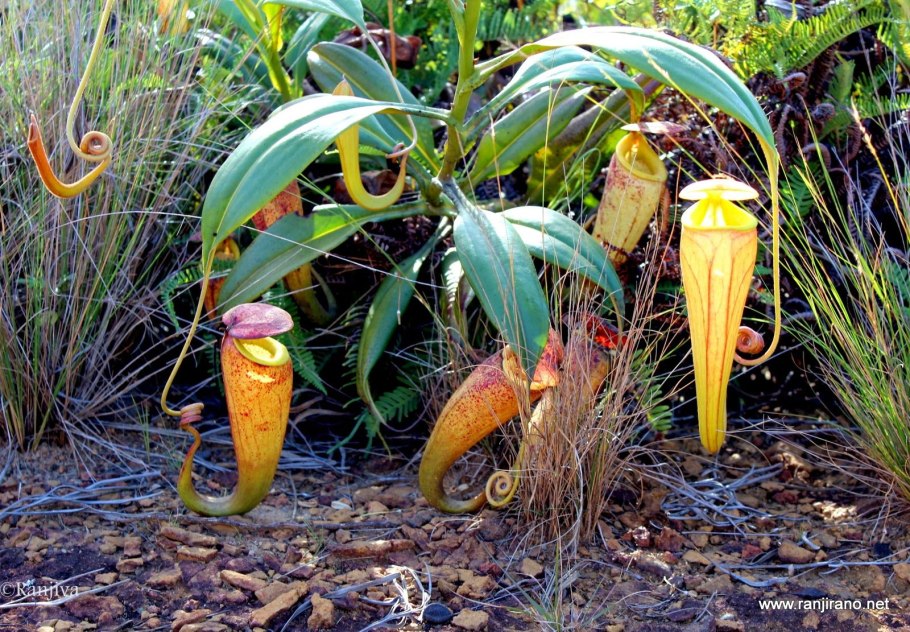 Венерина мухоловка