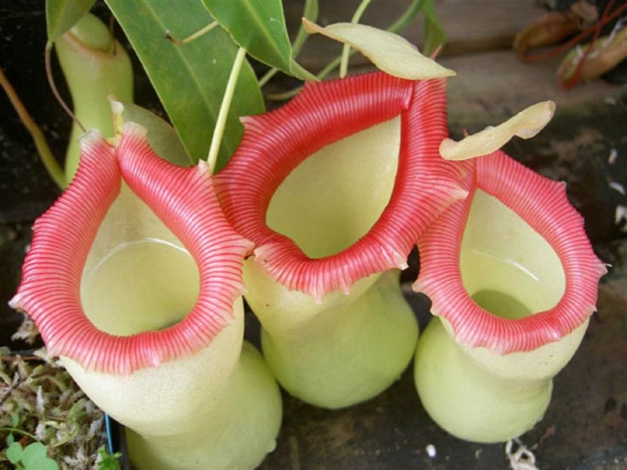 Венерина мухоловка гигантская