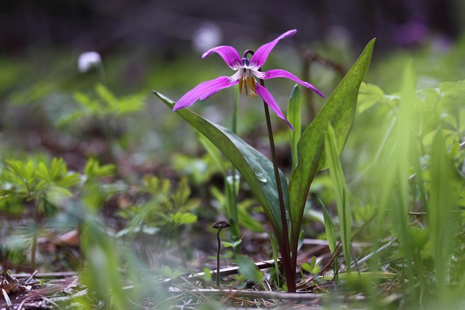 Кандык Сибирский ( Erythronium sibiricum).